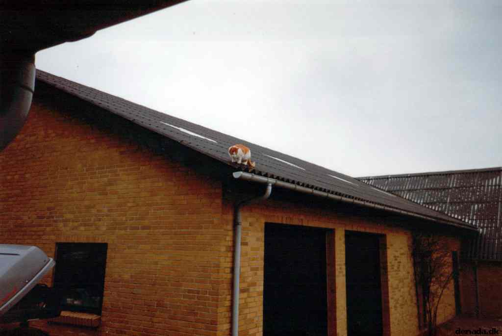 * Image 3