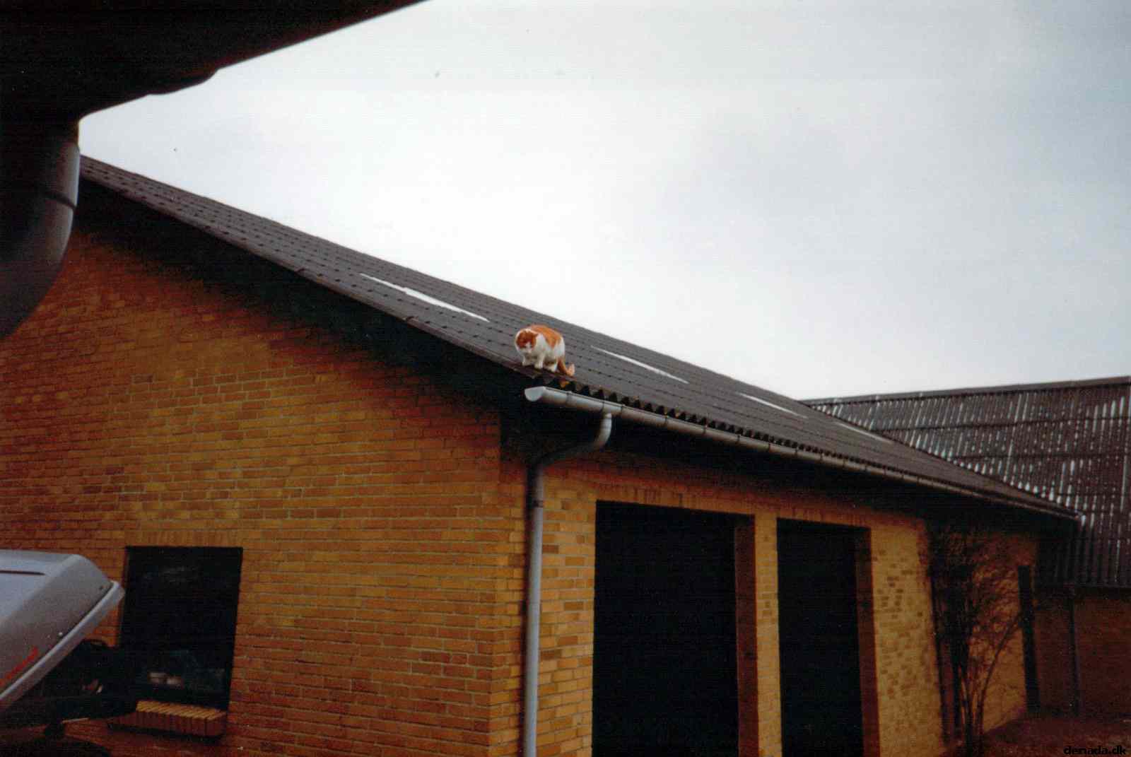 * Image 3