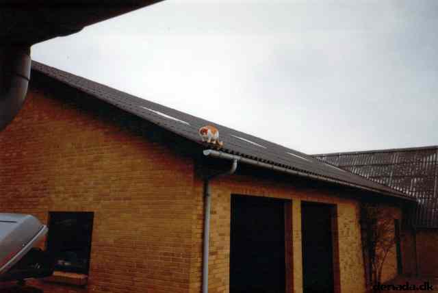 * Image 3