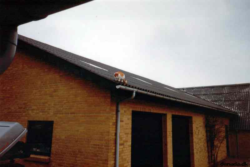 * Image 3