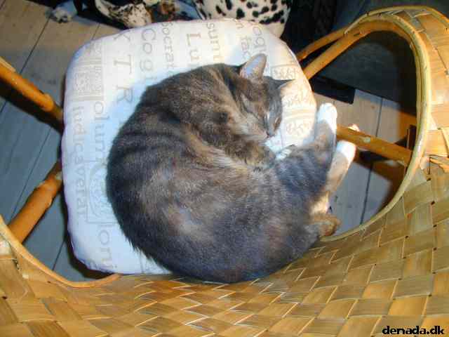 * Image 29