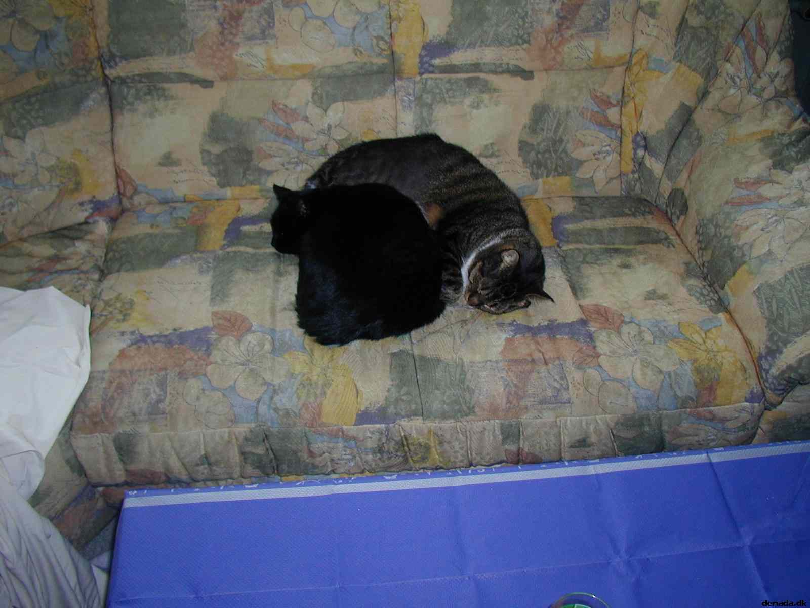 * Image 4