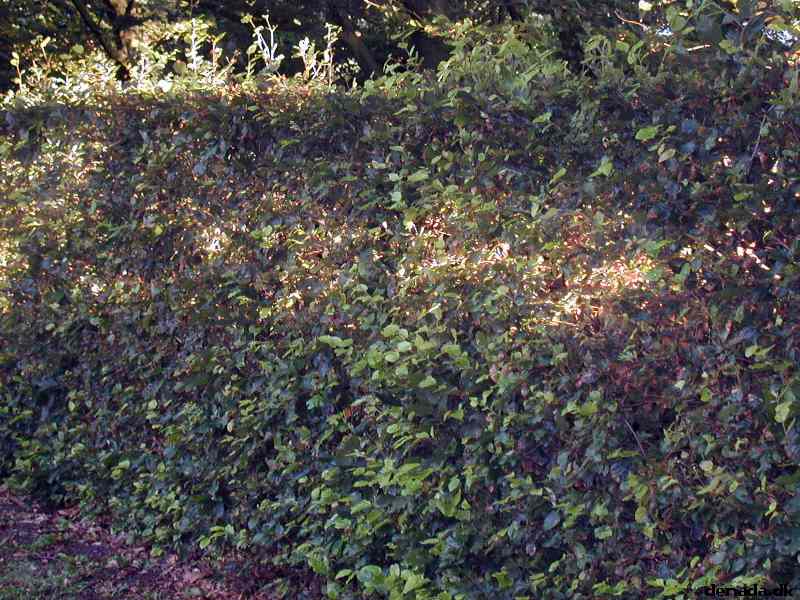 * Image 17