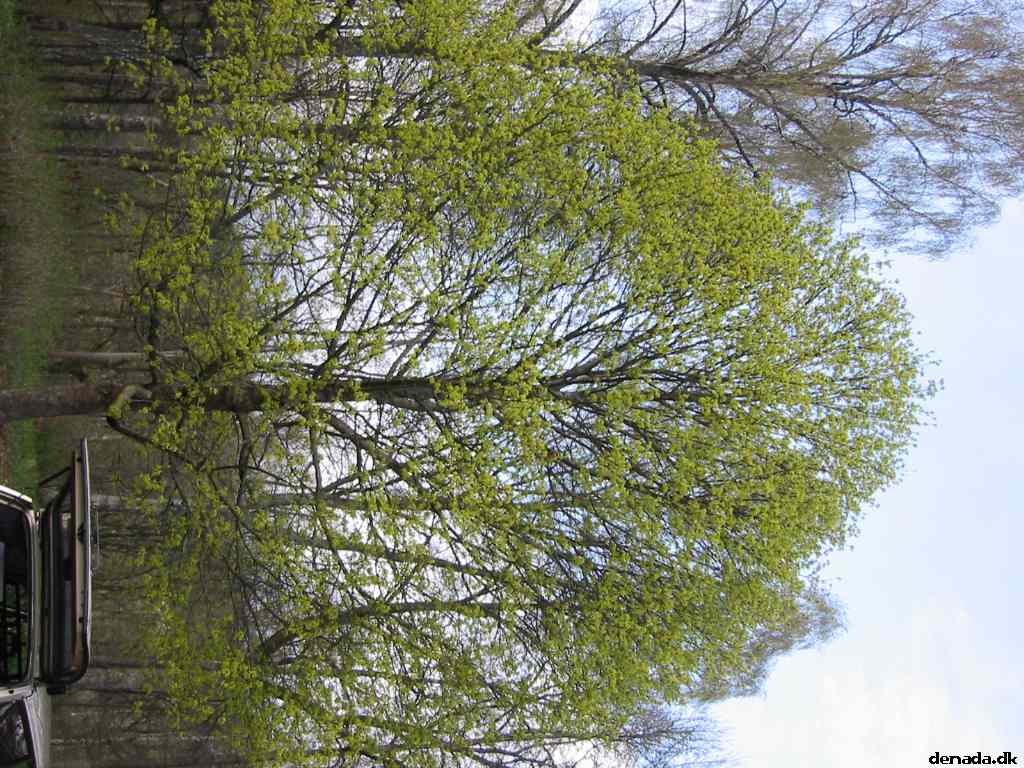 * Image 44