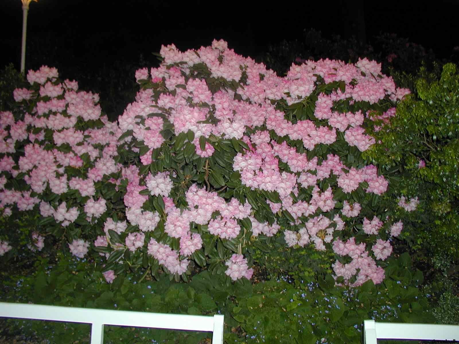 * Image 34