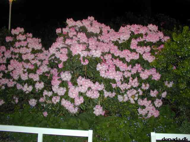 * Image 34