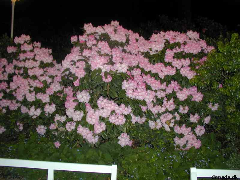 * Image 34