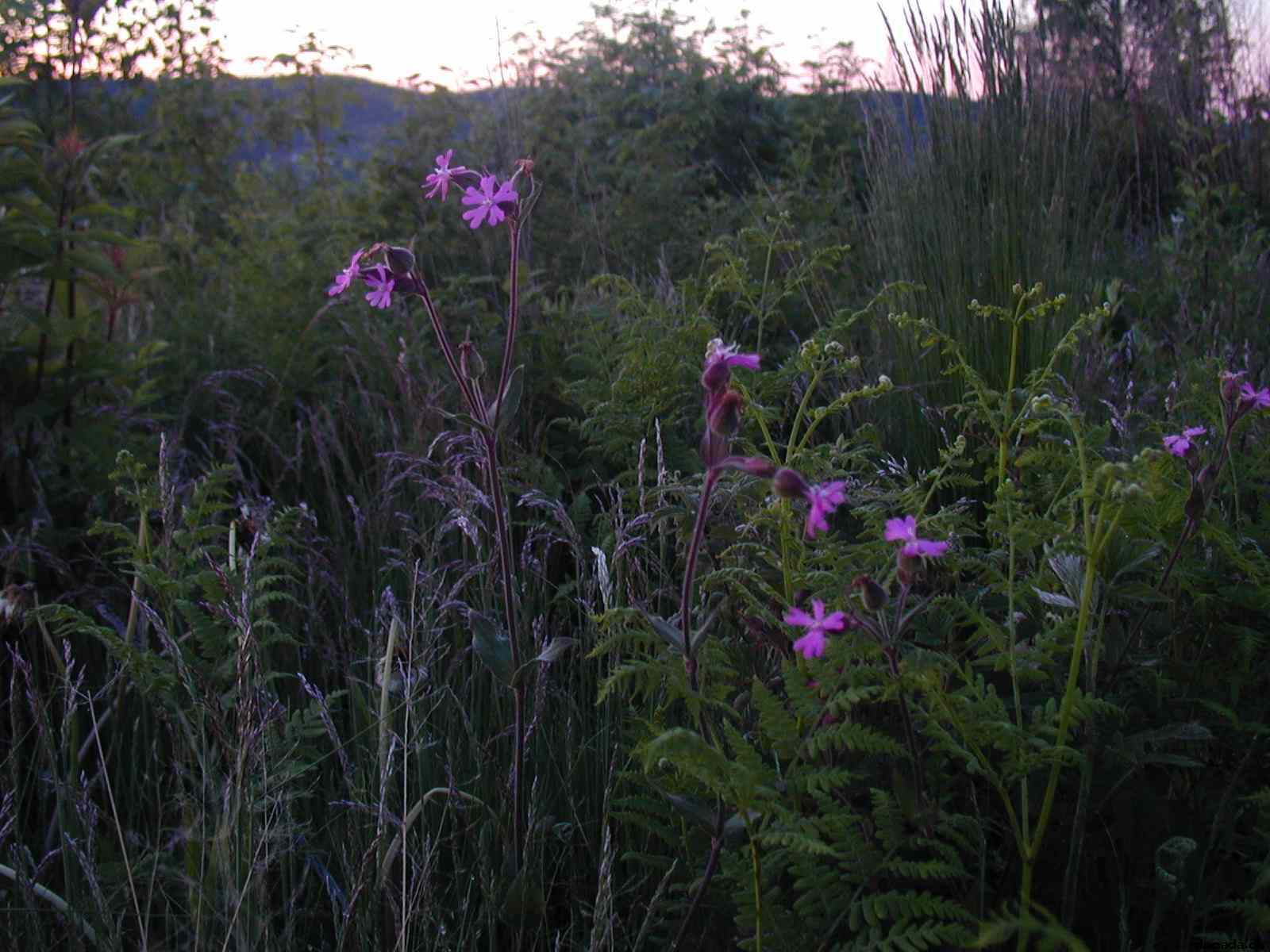 * Image 42