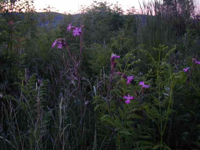 * Image 42