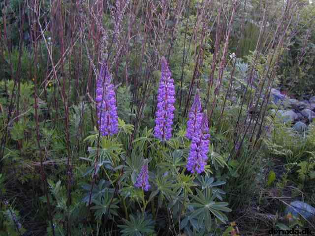 * Image 45