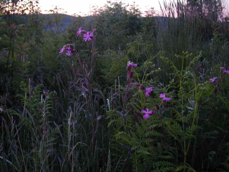 * Image 42