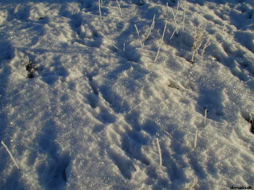 * Image 7