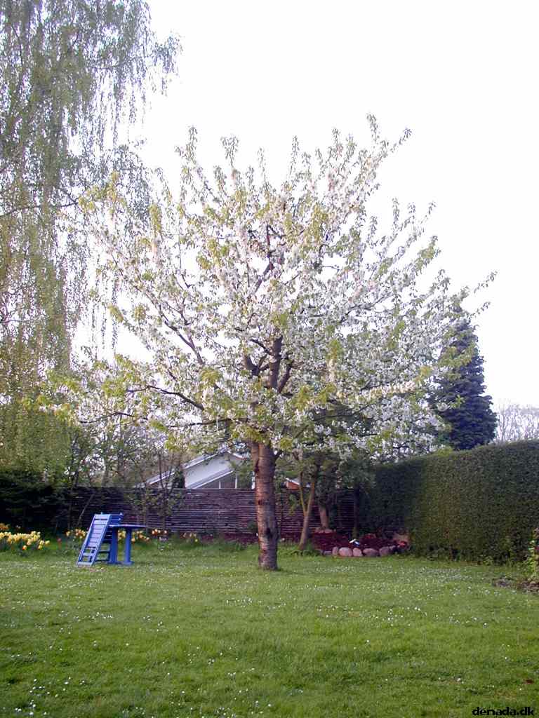* Image 2