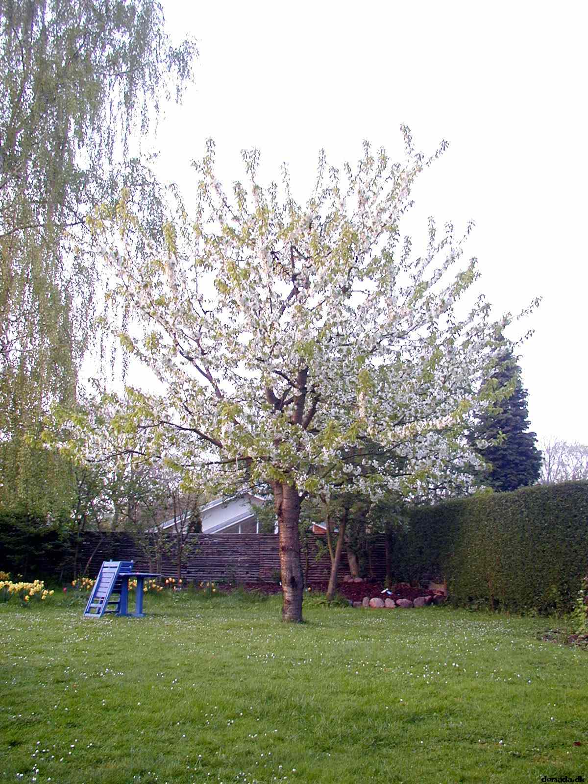 * Image 2
