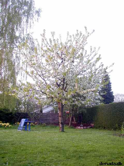 * Image 2