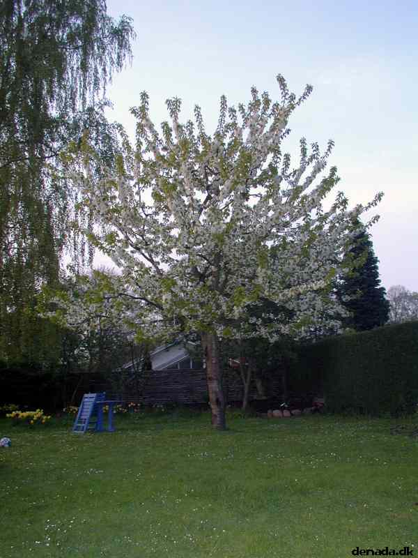 * Image 1