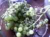 Billede038.jpg - 