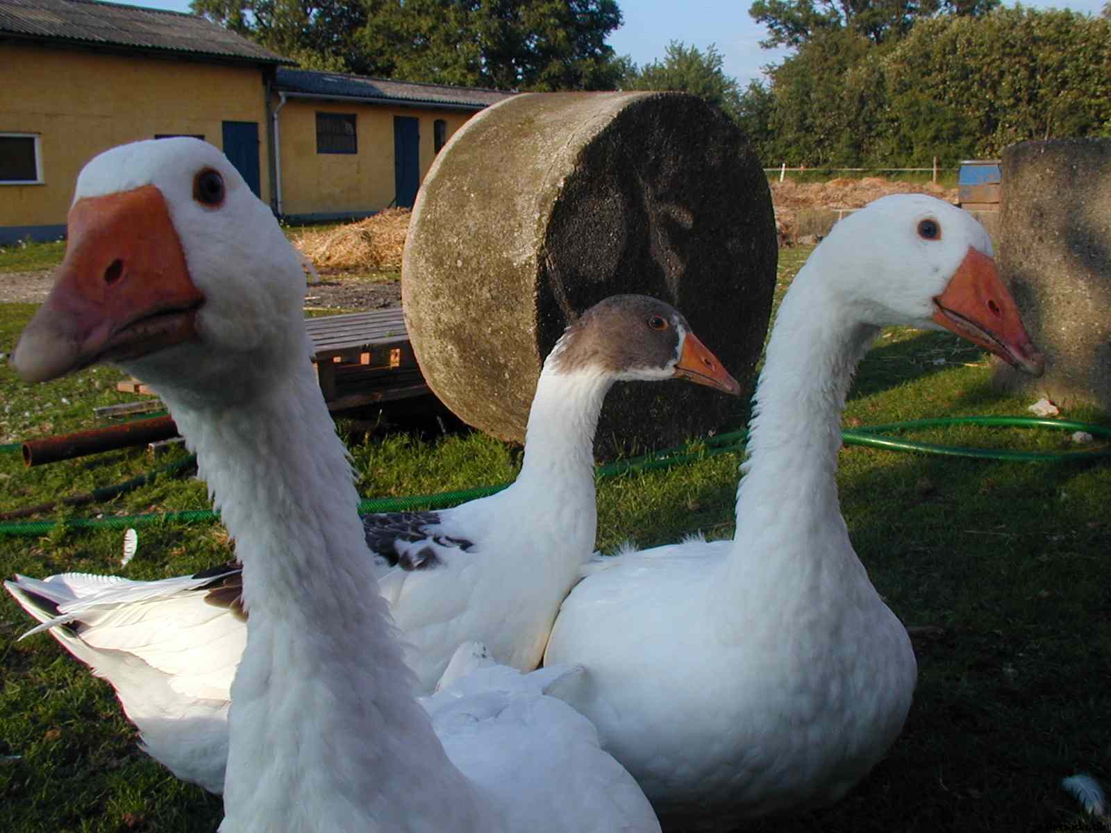 * Image 3