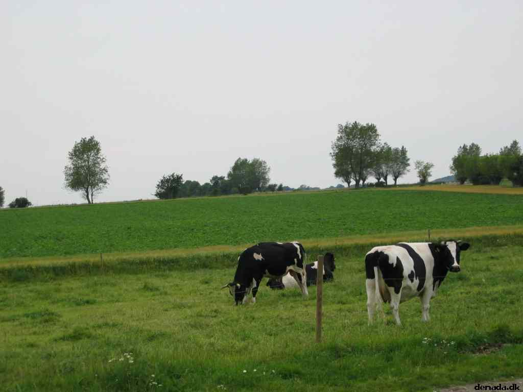 * Image 8