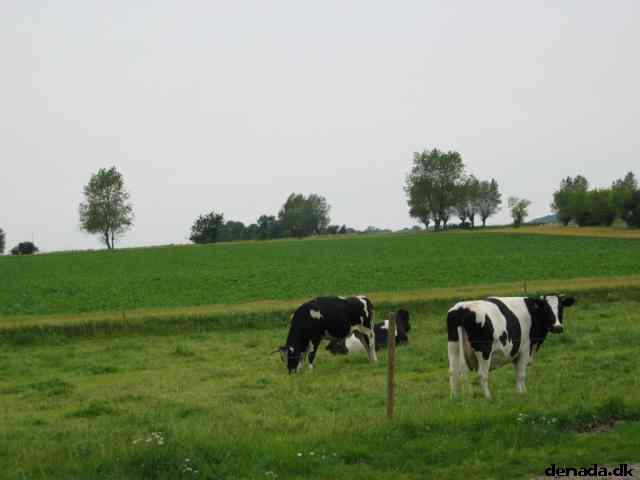 * Image 8