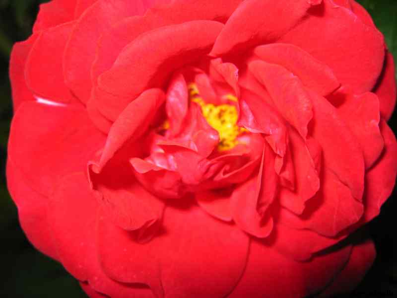 * Image 7