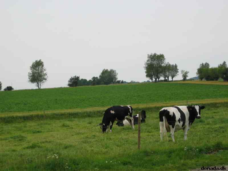 * Image 8