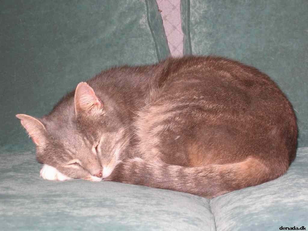 * Image 4