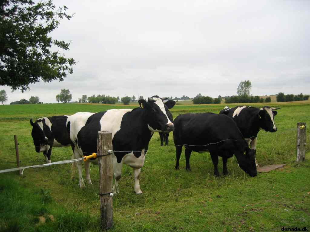 * Image 25