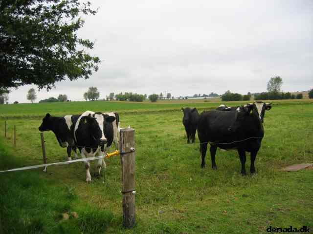 * Image 24