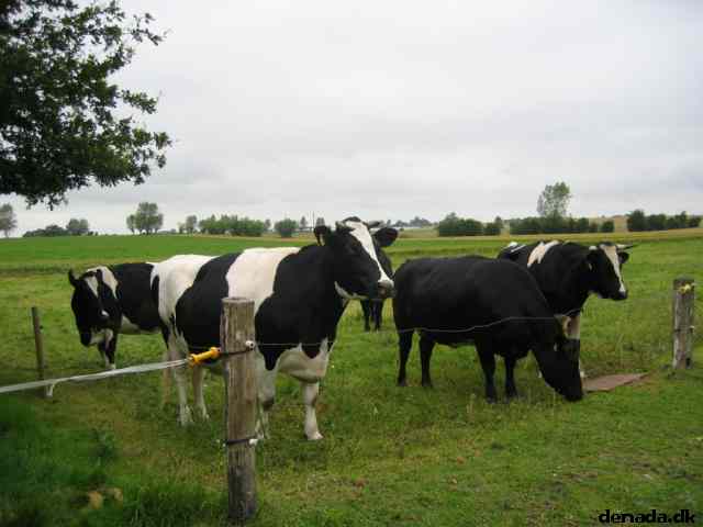 * Image 25