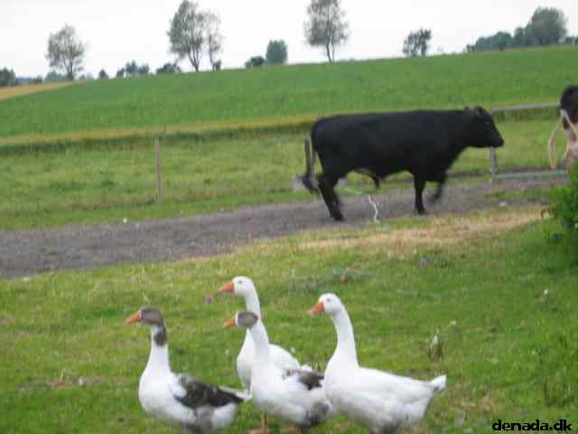 * Image 31
