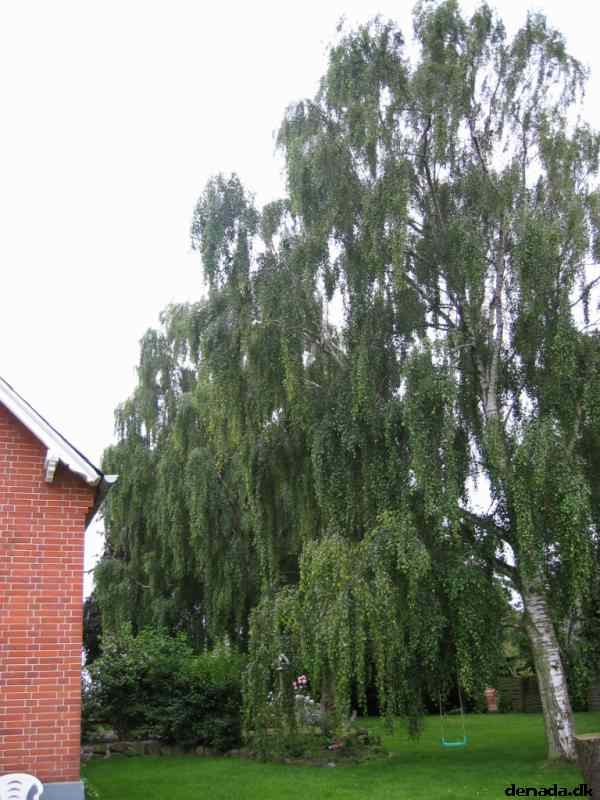 * Image 21