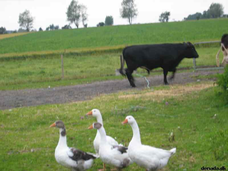 * Image 31