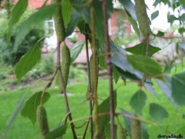 * Image 24