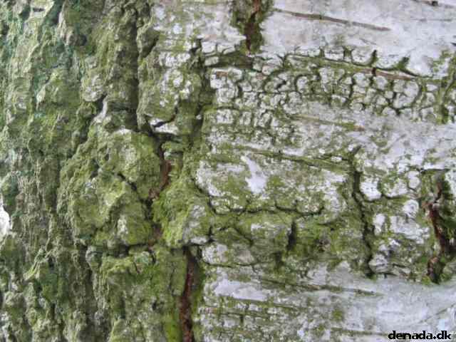 * Image 26