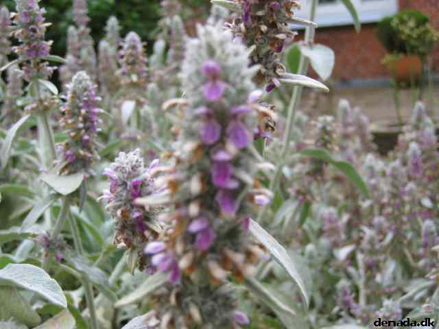 * Image 28