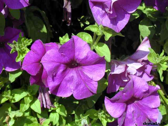 * Image 1