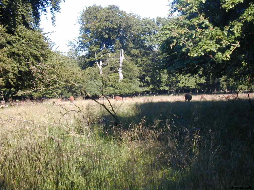 * Image 9