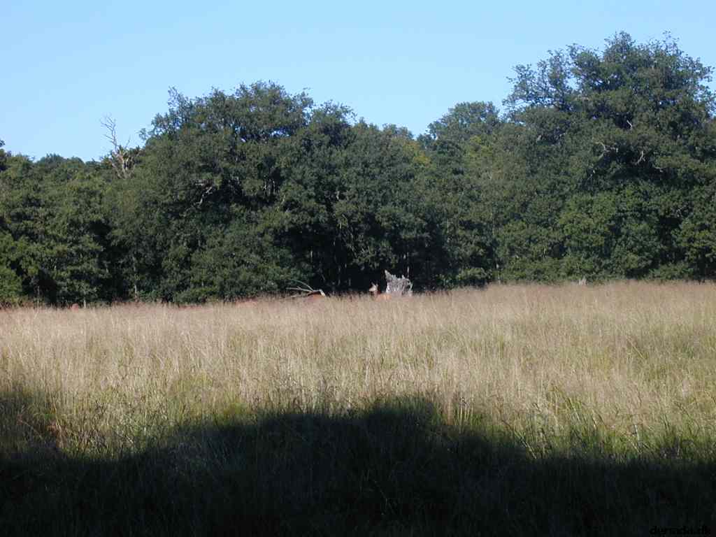 * Image 11