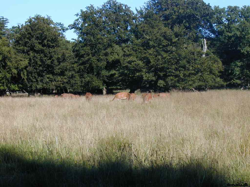 * Image 13