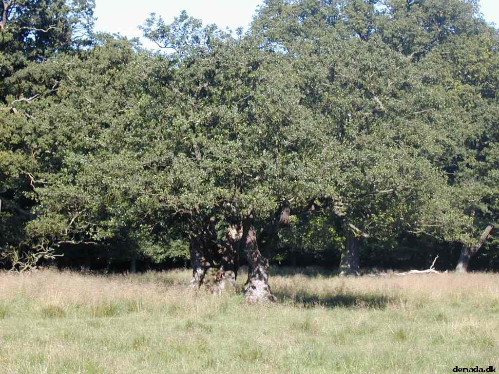 * Image 23