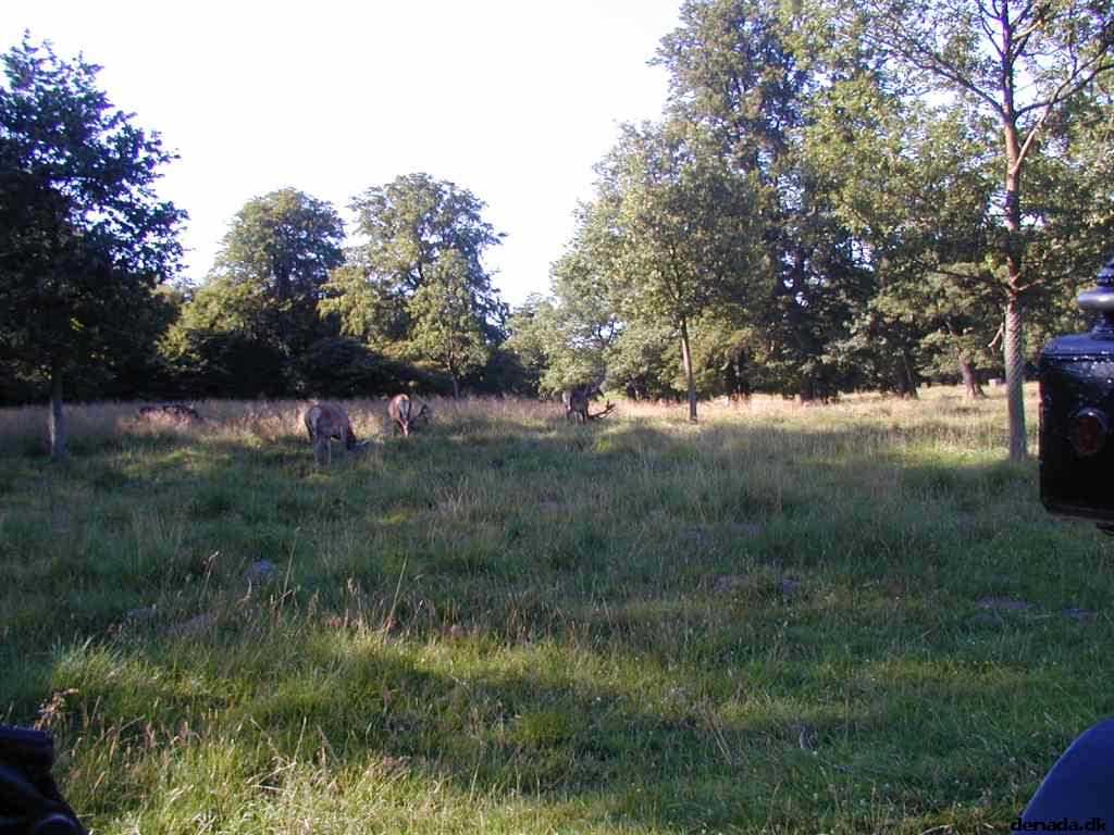 * Image 25
