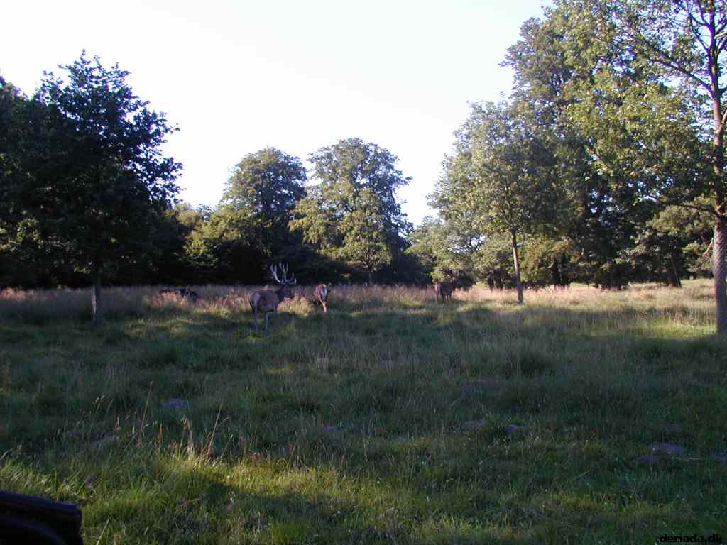 * Image 26