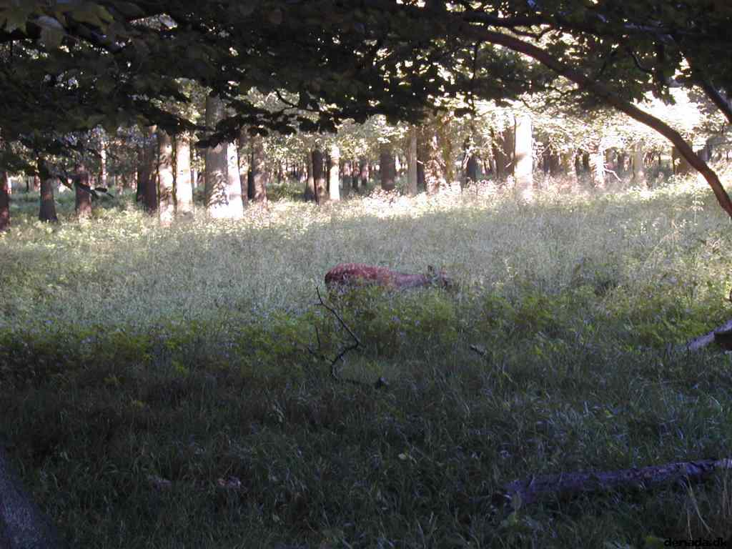 * Image 35