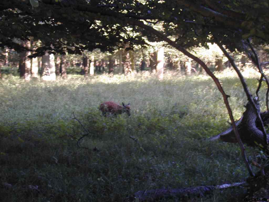 * Image 36