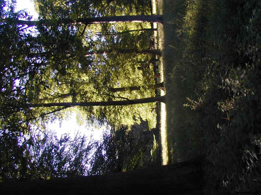 * Image 41
