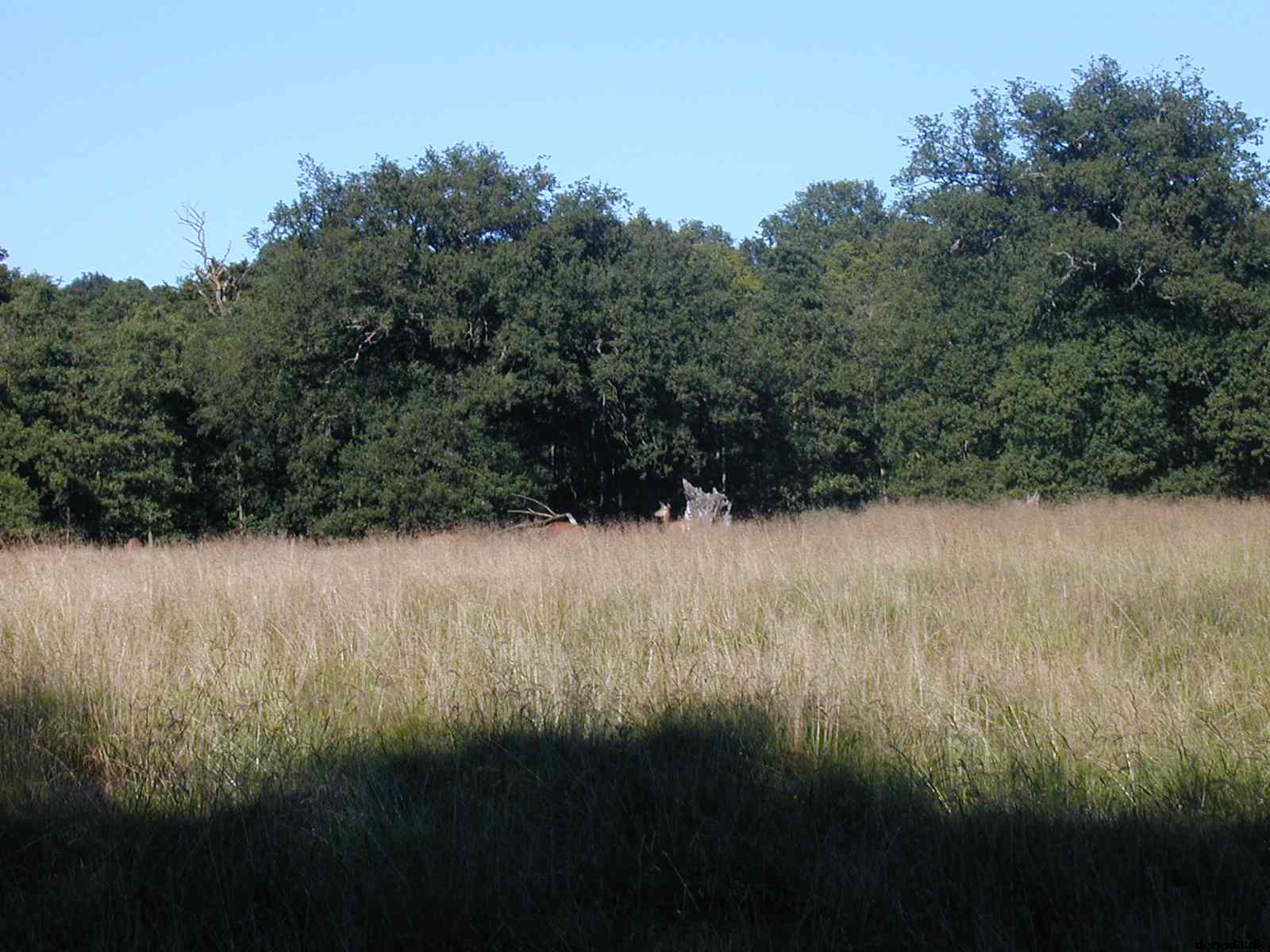 * Image 11