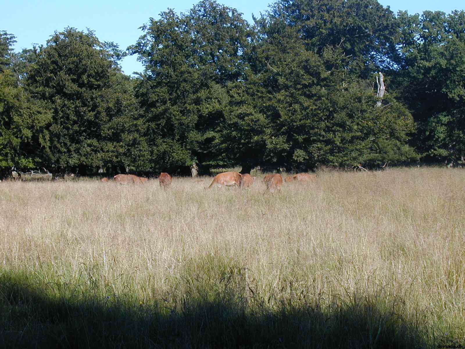 * Image 13