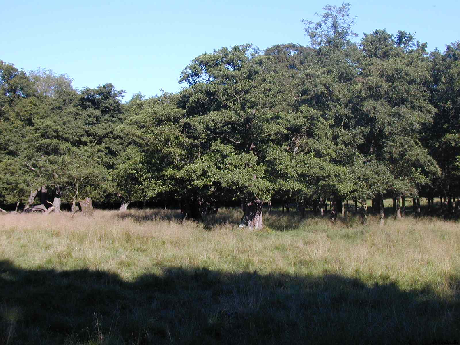 * Image 18