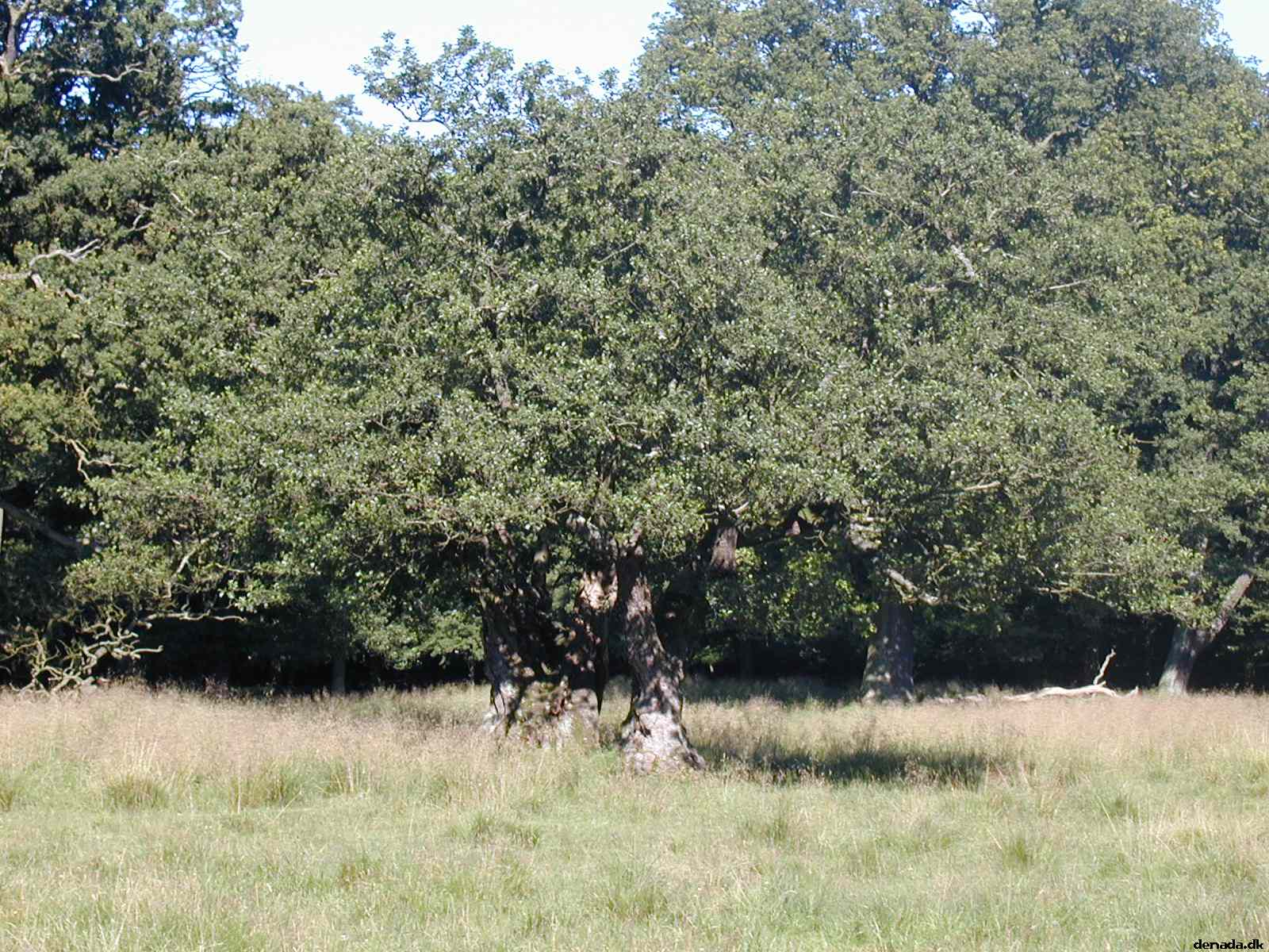 * Image 23